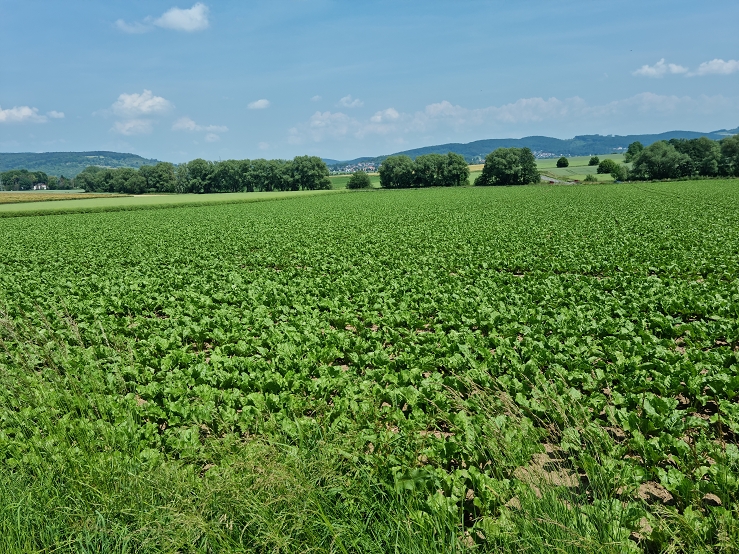 k Am Kuhlager 01